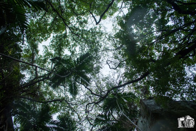 The Canopy