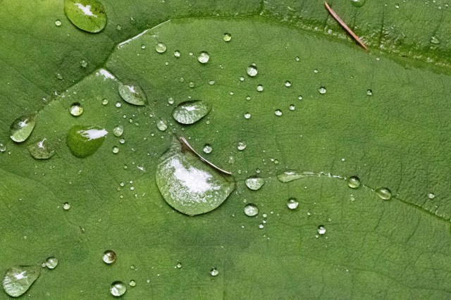 Close-up of water droplets on a green leaf, showcasing various sizes and a textured surface.