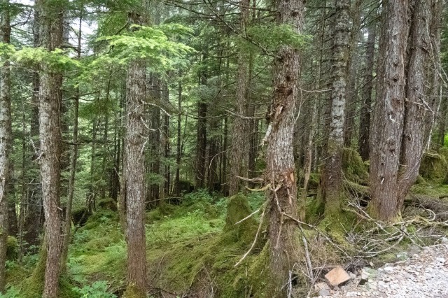 A dense forest scene featuring tall trees with rough bark, lush green moss, and undergrowth, creating a serene natural environment.