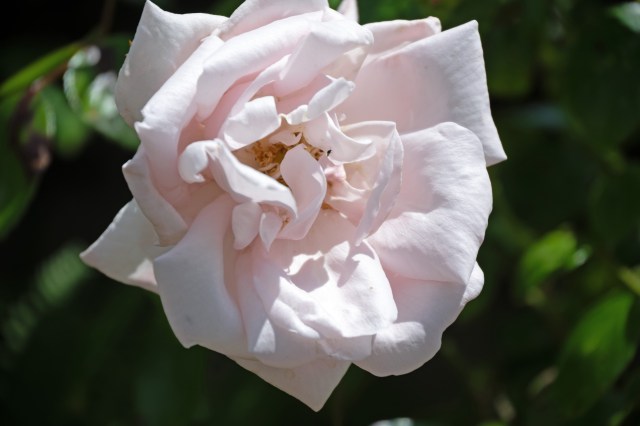 Close-up of a soft pink rose in full bloom against a green background.