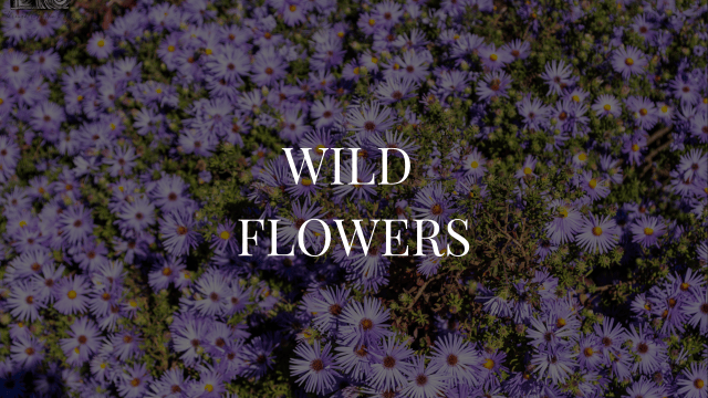 Wild Flowers