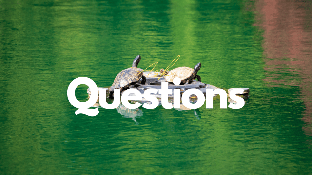 Ask Questions