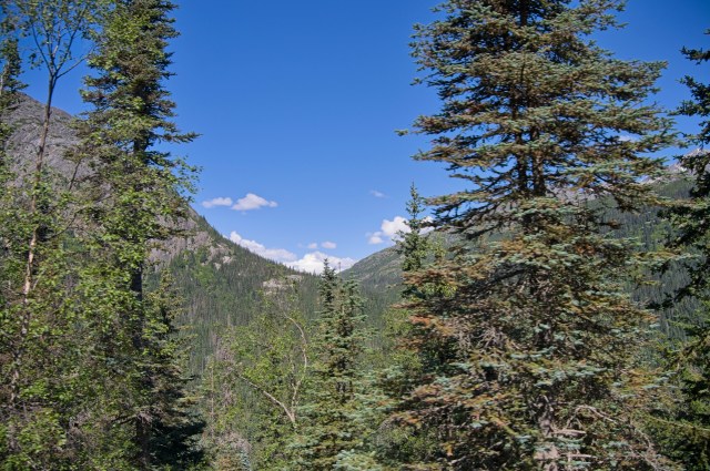 A view of a mountainous landscape framed by tall pine trees under a clear blue sky with a few fluffy clouds.