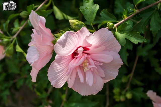 Close-up of pink flowers with delicate petals and green foliage.