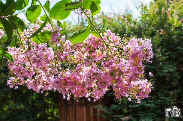 A close-up of a branch covered in clusters of pink flowers against a blurred green background.