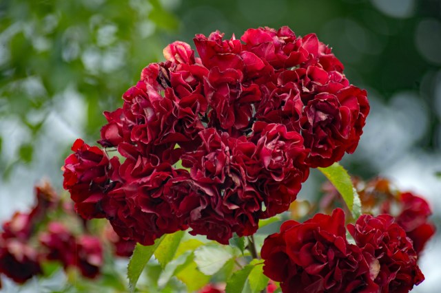 A close-up view of a cluster of vibrant red roses with lush green leaves in the background.