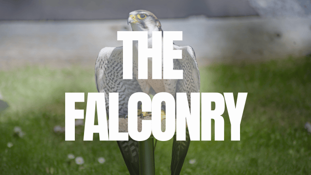 The Falconry